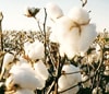 Cotton stock at all-time high